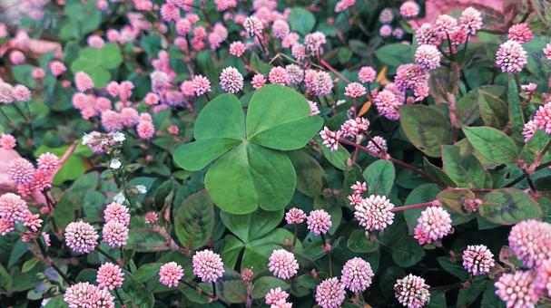 シロツメクサの写真