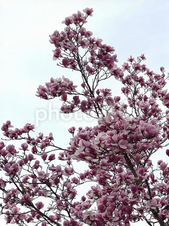 街路樹に咲く花・Ｅ 満開,花,街路樹の写真素材