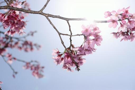 桜 桜の写真