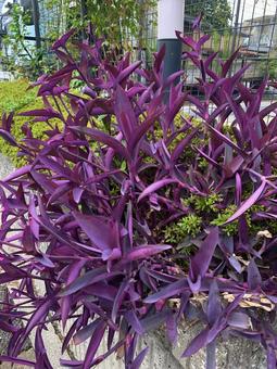 ムラサキゴテン ムラサキゴテン,はな,花の写真素材