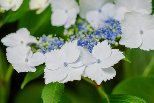 Hydrangea(79), JPG Hydrangea(79), JPG
