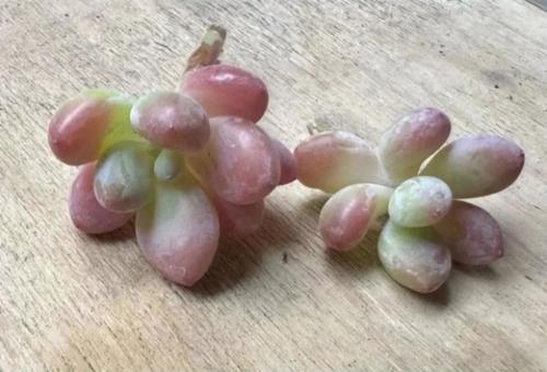 洛神（レッドラクシン）の写真