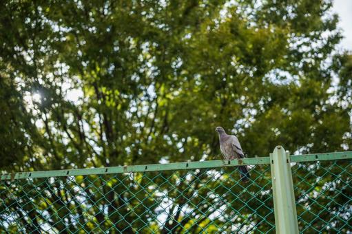 Pigeons perched on a wire fence, JPG Pigeons perched on a wire fence, JPG
