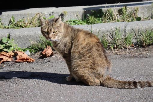 道に座りこちらを見る猫 道,座り,こちらの写真素材