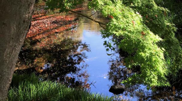 秋晴れの空を映すせせらぎ 秋,空,青空の写真素材