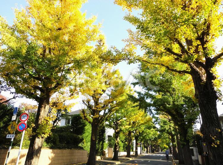 紅葉が始まった銀杏並木 銀杏,街路樹,紅葉の写真素材