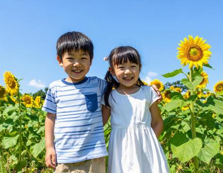 ひまわり畑と子供と青空 ひまわり畑と子供と青空の写真