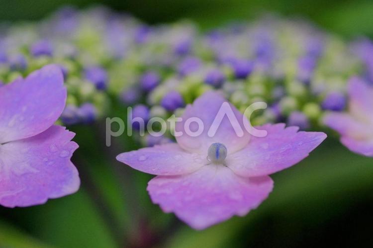 紫陽花　アジサイ　青い紫陽花　夏の花 紫陽花,アジサイ,紫の紫陽花の写真素材