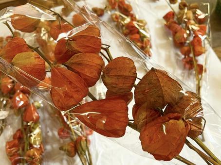 ほおずき ほおずき ほおずき,秋,植物の写真素材