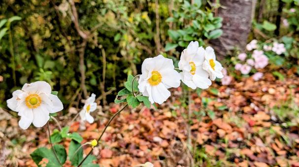 白い花びらと黄色い花芯がかわいい花 白,花びら,黄色の写真素材