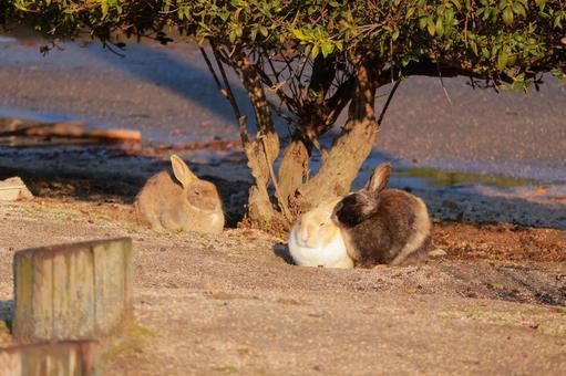 Photo, rabbit, animal, wild animals, 