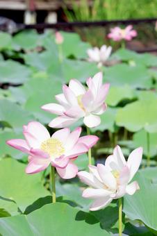 蓮の花 蓮の花の写真
