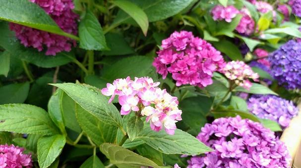 紫陽花 紫陽花の写真