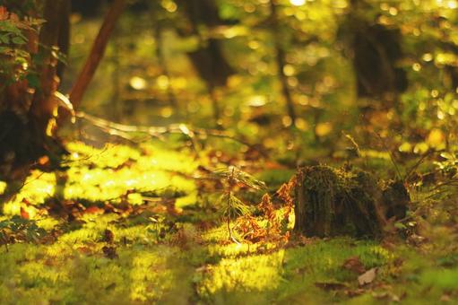 The coming of autumn, JPG