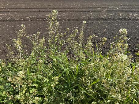 晩秋のナズナ ナズナ,ぺんぺん草,晩秋の写真素材