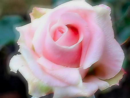 一輪のバラの写真