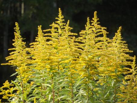 【花の写真】セイタカアワダチソウ セイタカアワダチソウ,背高泡立草,黄色の写真素材