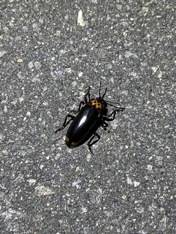 オオキノコムシの写真