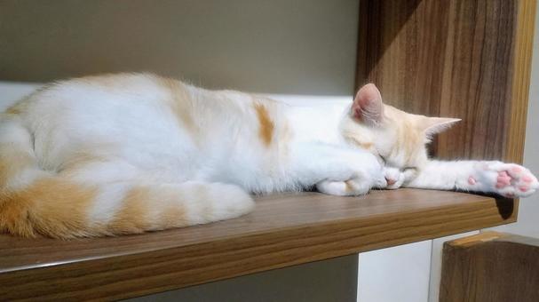 ねむいネコ ねむいネコ 猫,眠い,おやすみの写真素材