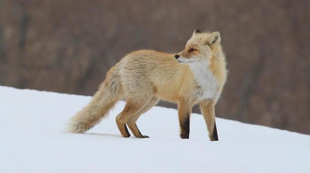 キタキツネ キタキツネ,きつね,野生動物の写真素材
