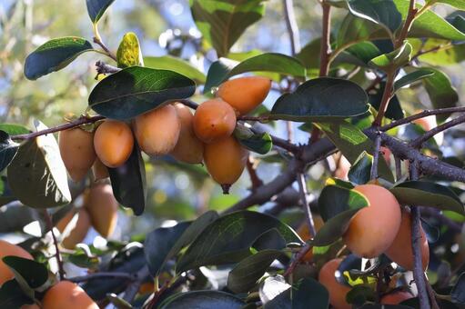 緑の葉とオレンジの実のなる柿の木のアップ 緑,葉,オレンジの写真素材