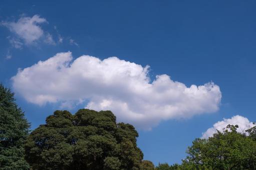 新緑と空と雲 新緑と空と雲 新緑,自然,風景の写真素材