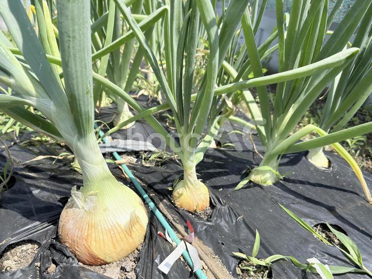 玉ねぎ栽培、個体差 玉ねぎ,栽培,家庭菜園の写真素材