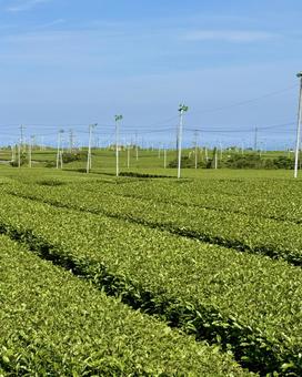 新茶シーズンの牧之原大茶園 新茶シーズンの牧之原大茶園 お茶,茶,茶畑の写真素材