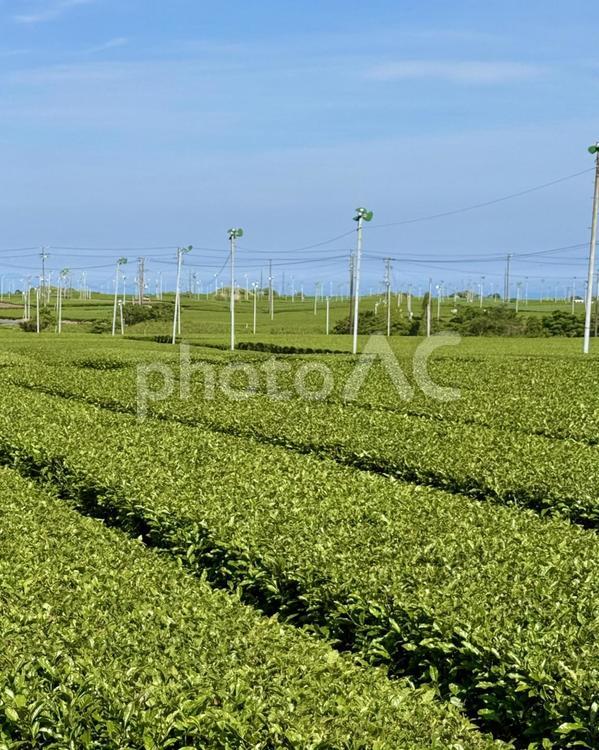 新茶シーズンの牧之原大茶園 お茶,茶,茶畑の写真素材