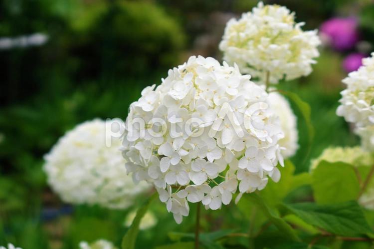 あじさい  hydrangea あじさい,アジサイ,紫陽花の写真素材