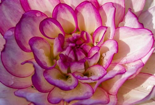 ダリアの花弁 ダリアの花弁の写真