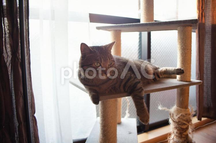 キャットタワーでくつろぐ猫 web,ブログ,素材の写真素材