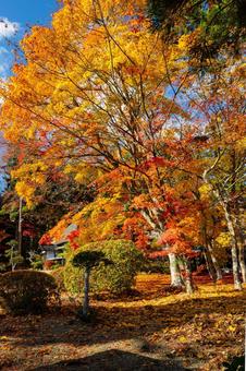 佐々木家住宅の秋景色⑸ 晩秋,紅葉,モミジの写真素材