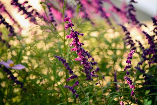 メキシカンセージ とコスモス ハーブ,秋,アメジストセージの写真素材