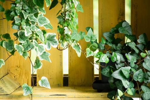 アイビーと古びた黄色の棚 アイビー,葉っぱ,グリーンの写真素材