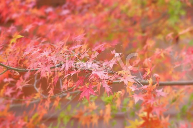 秋色に染まる紅葉の葉 紅葉,秋,もみじの写真素材