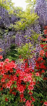 Wisteria and Azalea (1), JPG Wisteria and Azalea (1), JPG