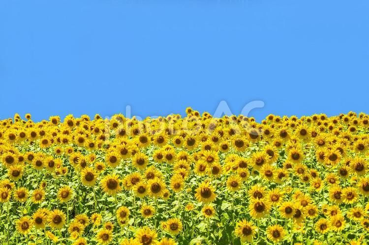 ひまわり畑の風景 向日葵,ひまわり,花畑の写真素材