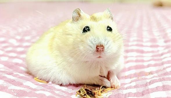 Small fish and yellow Djungarian hamster, JPG