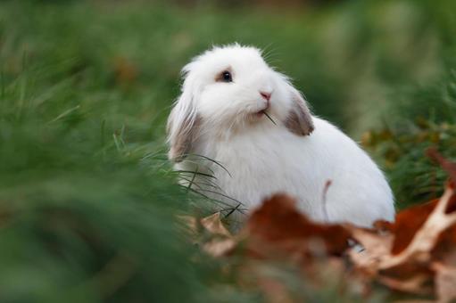 ペットのうさぎ うさぎ,ペット,干支の写真素材