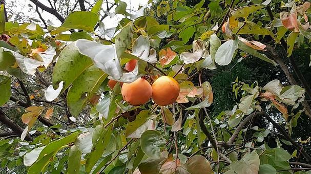 カキの木とカキの実 柿,柿の実,実の写真素材