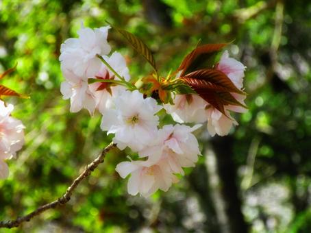 サクラ 桜,花,植物の写真素材