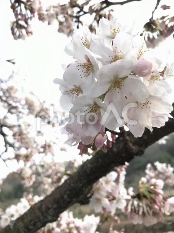 宮城野早川堤の桜 桜,箱根,宮城野早川堤の写真素材