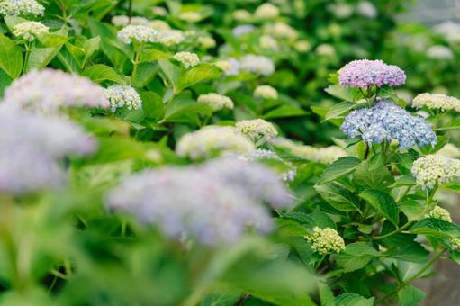 アジサイ４の写真