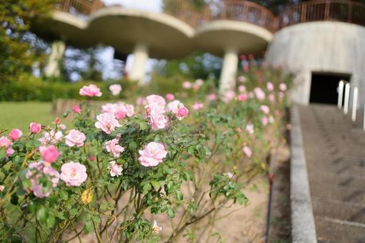 道端の花 道端の花 東山動植物園,自然,花の写真素材