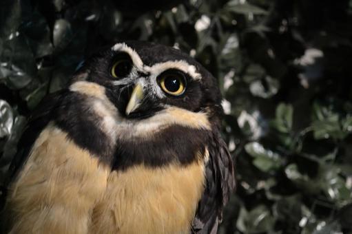 置き物みたいなフクロウの写真