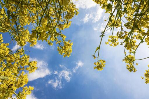 菜の花と青空　7 菜の花,春,花の写真素材