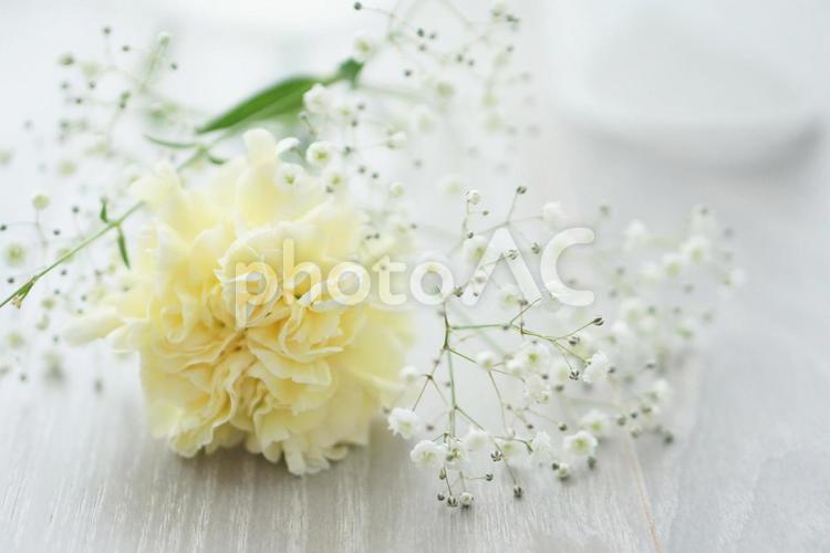黄色のカーネーションとかすみ草 父の日,イメージ,花の写真素材