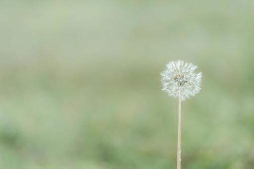 たんぽぽの綿毛（淡い背景）００１ タンポポ,綿毛,緑の写真素材