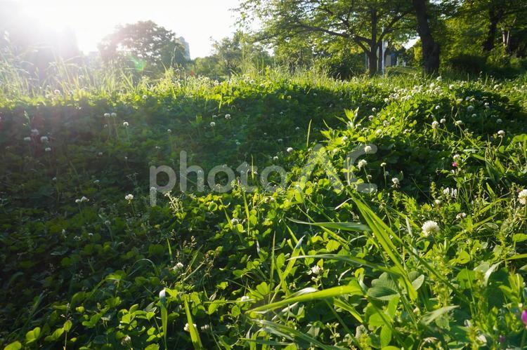 公園　雑草　シロツメクサ 公園,遊ぶ,外の写真素材